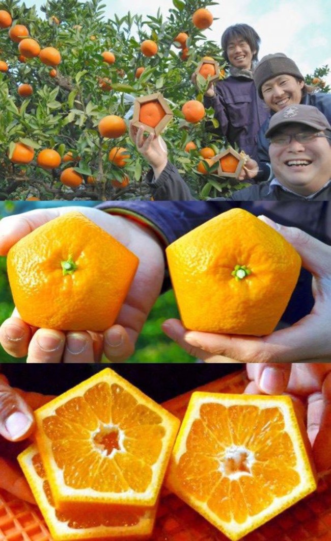 Pentagon Sinaasappels