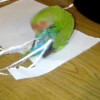 Papegaaien maken langere staarten van papier voor zichzelf